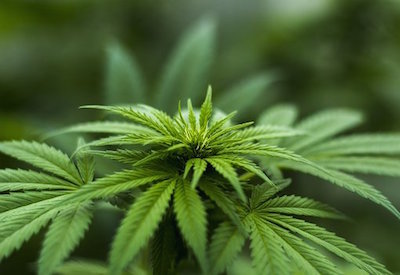 Legalizing Marijuana and Workplace Safety